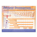 Anatomical Chart Company |  Prenatal Development Anatomical Chart | Sonstiges |  Sack Fachmedien