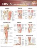 Anatomical Chart Company |  Joints of the Lower Extremities Anatomical Chart | Sonstiges |  Sack Fachmedien