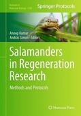 Simon / Kumar |  Salamanders in Regeneration Research | Buch |  Sack Fachmedien