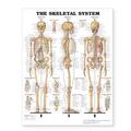 Anatomical Chart Company |  Skeletal System - Large Decal Chart | Sonstiges |  Sack Fachmedien