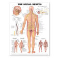 Anatomical Chart Company |  The Spinal Nerves Anatomical Chart | Sonstiges |  Sack Fachmedien