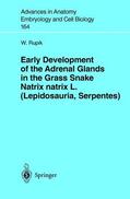 Rupik |  Early Development of the Adrenal Glands in the Grass Snake Natrix natrix L. (Lepidosauria, Serpentes) | Buch |  Sack Fachmedien