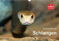 Herzog |  Gefährliche Schlangen (Wandkalender 2020 DIN A3 quer) | Sonstiges |  Sack Fachmedien