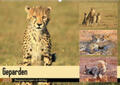 Herzog |  Geparden - Begegnungen in Afrika (Wandkalender 2023 DIN A2 quer) | Sonstiges |  Sack Fachmedien
